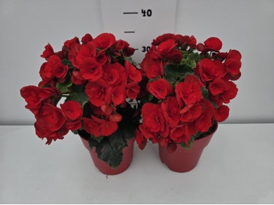 ΒΙΓΟΝΙΕΣ ELATIOR ΓΛΑΣΤΡΑ 17 cm 2,3 λίτρα