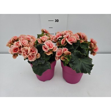 ΒΙΓΟΝΙΕΣ ELATIOR ΓΛΑΣΤΡΑ 17 cm 2,3 λίτρα