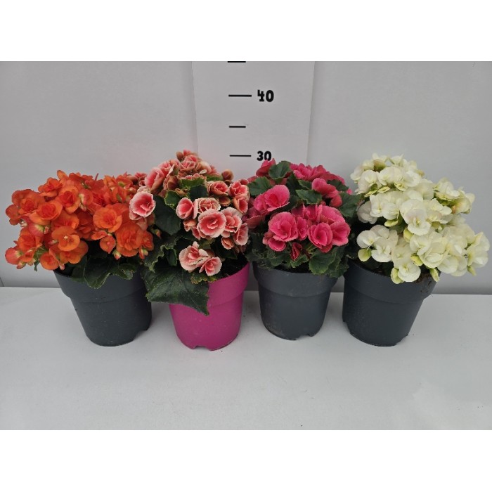 ΒΙΓΟΝΙΕΣ ELATIOR ΓΛΑΣΤΡΑ 17 cm 2,3 λίτρα