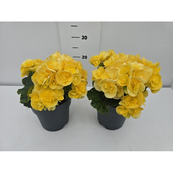 ΒΙΓΟΝΙΕΣ ELATIOR ΓΛΑΣΤΡΑ 17 cm 2,3 λίτρα