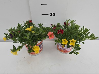 ΚΑΡΙΛΟΝ 3ΧΡΩΜΗ ΓΛΑΣΤΡΑ 13 cm