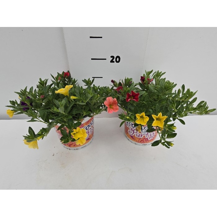 ΚΑΡΙΛΟΝ 3ΧΡΩΜΗ ΓΛΑΣΤΡΑ 13 cm