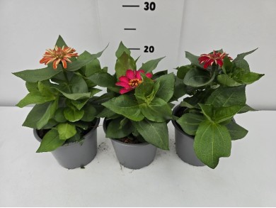 ΖΙΝΝΙΑ ΓΛΑΣΤΡΑ 14 cm 1,3 λίτρα
