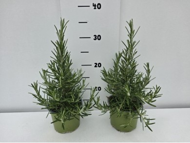 ΔΕΝΔΡΟΛΙΒΑΝΟ ΓΛΑΣΤΡΑ 12 cm