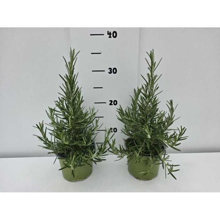 ΔΕΝΔΡΟΛΙΒΑΝΟ ΓΛΑΣΤΡΑ 12 cm