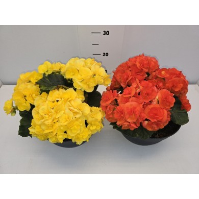 ΒΙΓΟΝΙΕΣ ELATIOR (3 ΦΥΤΑ) ΠΙΑΤΕΛΑ 26 cm 5 λίτρα
