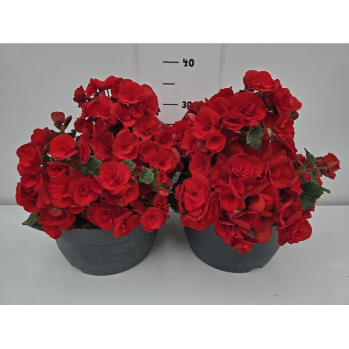 ΒΙΓΟΝΙΕΣ ELATIOR (3 ΦΥΤΑ) ΠΙΑΤΕΛΑ 26 cm 5 λίτρα