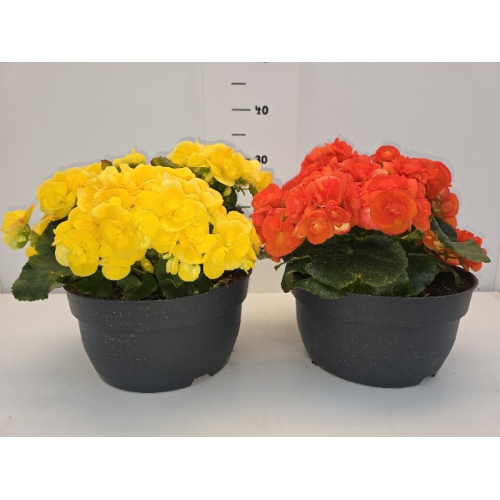 ΒΙΓΟΝΙΕΣ ELATIOR (3 ΦΥΤΑ) ΠΙΑΤΕΛΑ 26 cm 5 λίτρα