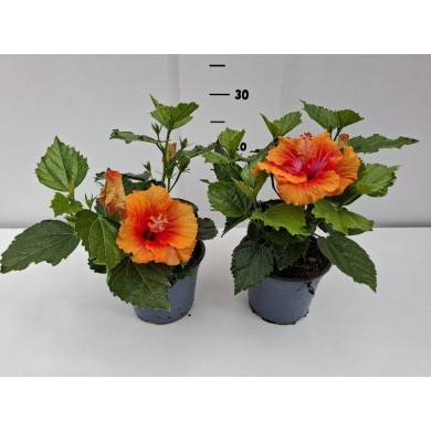 ΙΒΙΣΚΟΣ ΓΛΑΣΤΡΑ 14 cm 1,3 λίτρα