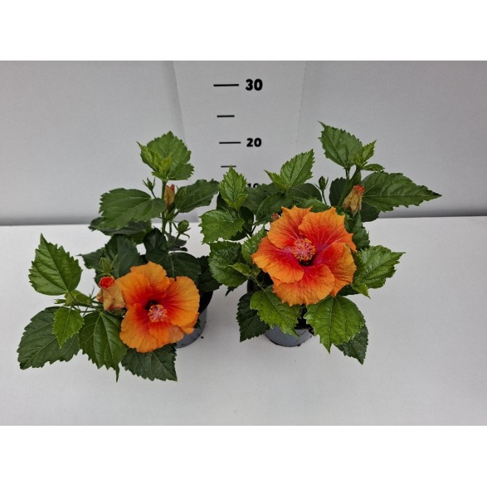 ΙΒΙΣΚΟΣ ΓΛΑΣΤΡΑ 14 cm 1,3 λίτρα