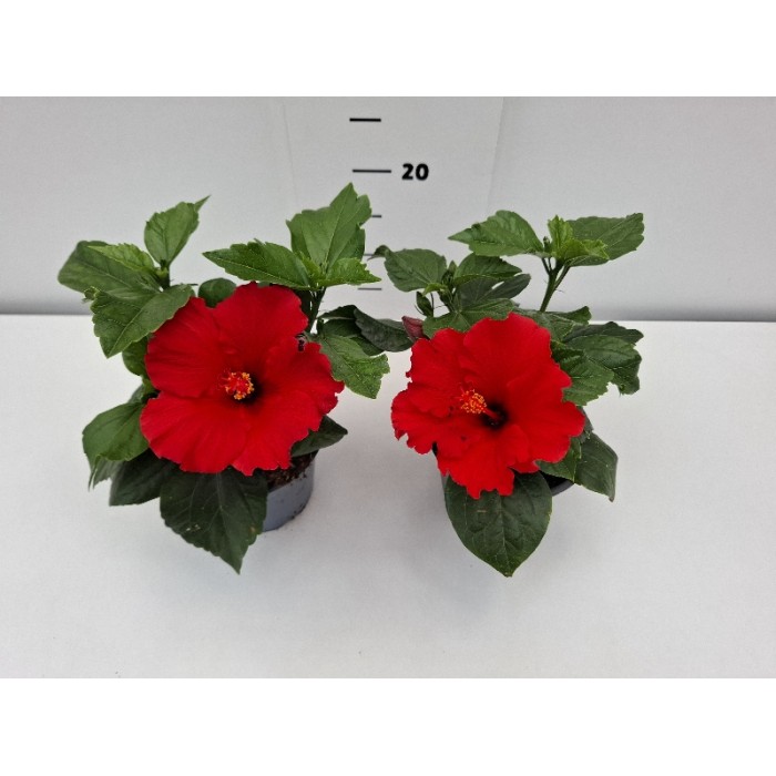 ΙΒΙΣΚΟΣ ΓΛΑΣΤΡΑ 14 cm 1,3 λίτρα