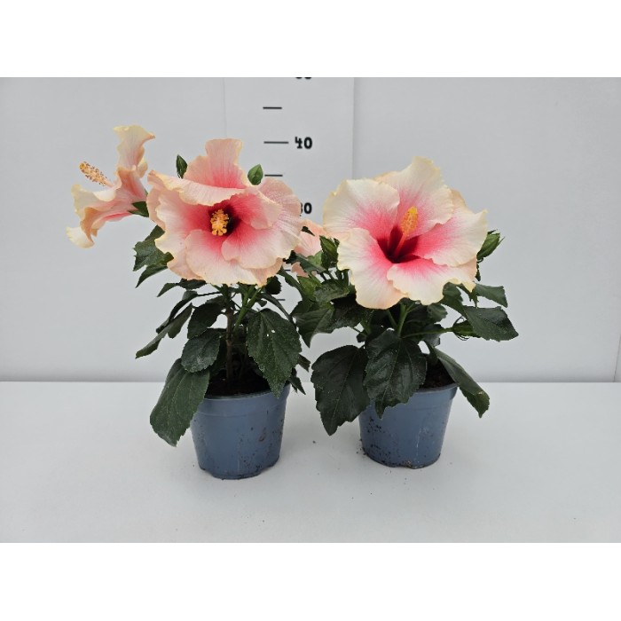 ΙΒΙΣΚΟΣ ΓΛΑΣΤΡΑ 14 cm 1,3 λίτρα