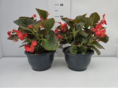 ΒΙΓΟΝΙΕΣ BIG ΠΙΑΤΕΛΑ 23 cm 3,7 λίτρα