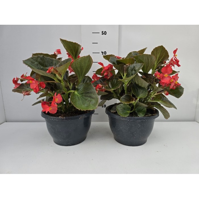 ΒΙΓΟΝΙΕΣ BIG ΠΙΑΤΕΛΑ 23 cm 3,7 λίτρα