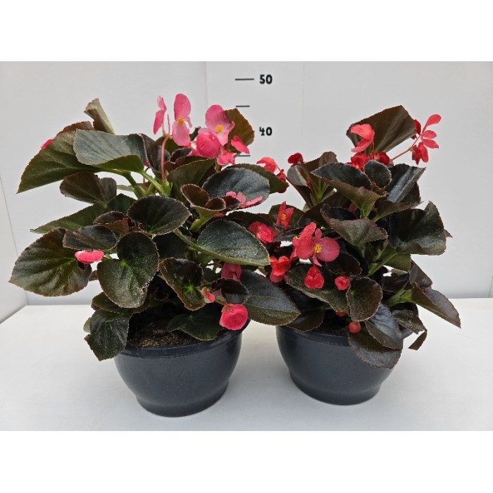 ΒΙΓΟΝΙΕΣ BIG ΠΙΑΤΕΛΑ 23 cm 3,7 λίτρα