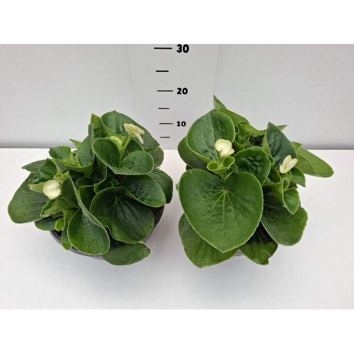 ΒΙΓΟΝΙΕΣ BIG ΠΙΑΤΕΛΑ 23 cm 3,7 λίτρα