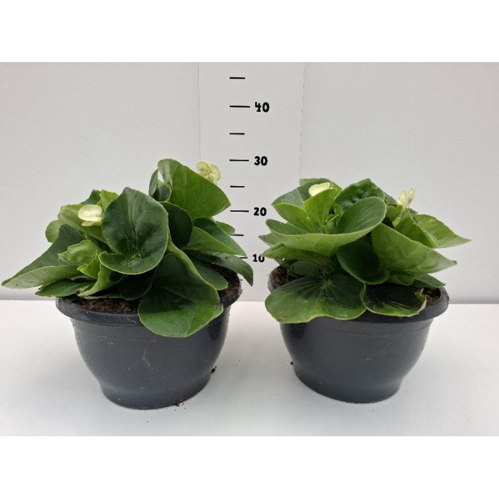 ΒΙΓΟΝΙΕΣ BIG ΠΙΑΤΕΛΑ 23 cm 3,7 λίτρα