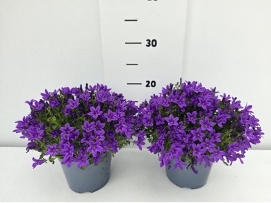 ΚΑΜΠΑΝΟΥΛΑ ΓΛΑΣΤΡΑ 14 cm 1,3 λίτρα