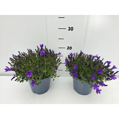 ΚΑΜΠΑΝΟΥΛΑ ΓΛΑΣΤΡΑ 14 cm 1,3 λίτρα