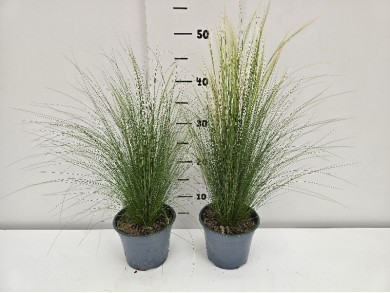 ΣΤΙΠΑ PONY TAILS ΓΛΑΣΤΡΑ 14 cm 1,3 λίτρα