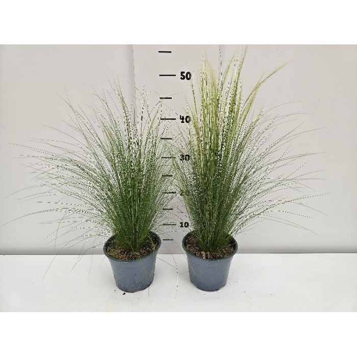 ΣΤΙΠΑ PONY TAILS ΓΛΑΣΤΡΑ 14 cm 1,3 λίτρα