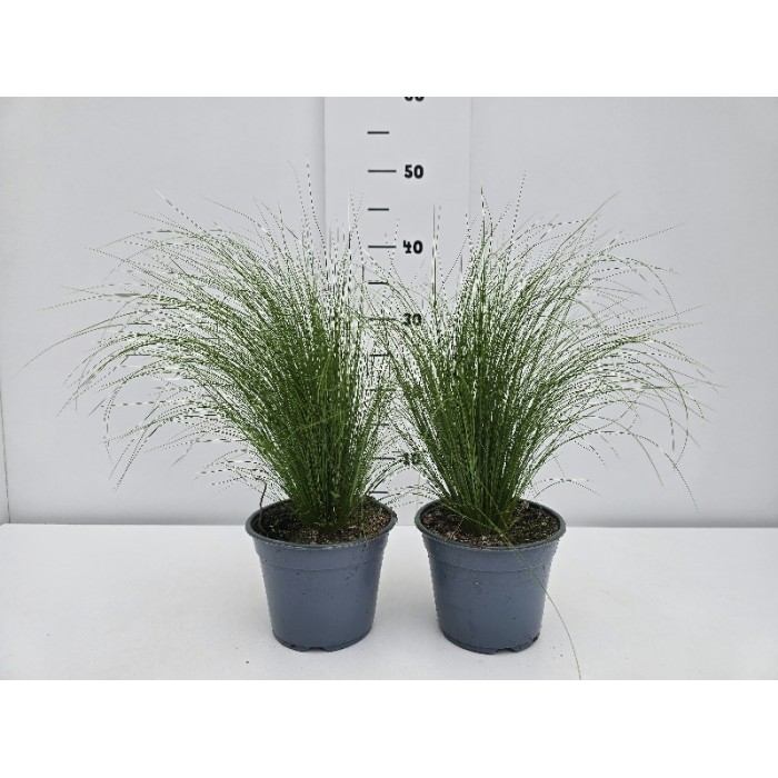 ΣΤΙΠΑ PONY TAILS ΓΛΑΣΤΡΑ 14 cm 1,3 λίτρα