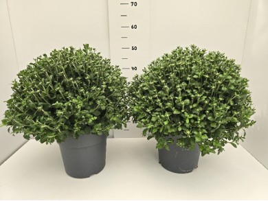 ΧΡΥΣΑΝΘΕΜΑ 3ΧΡΩΜΑ ΓΛΑΣΤΡΑ 23 cm
