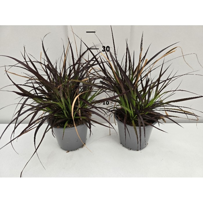 ΠΕΝΙΣΕΤΟΥΜ RUBRUM ΓΛΑΣΤΡΑ 14 cm 1,3 λίτρα