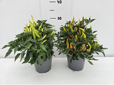 ΠΙΠΕΡΙΕΣ ΓΛΑΣΤΡΑ 14 cm 1,3 λίτρα