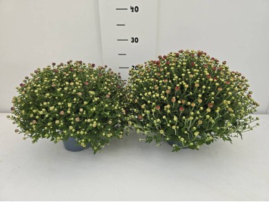 ΧΡΥΣΑΝΘΕΜΑ ΓΛΑΣΤΡΑ 12 cm