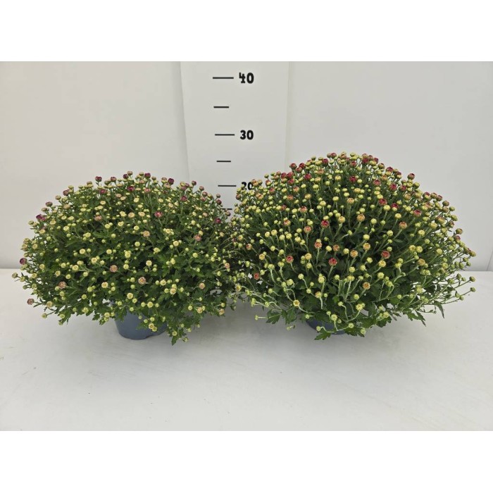 ΧΡΥΣΑΝΘΕΜΑ ΓΛΑΣΤΡΑ 12 cm