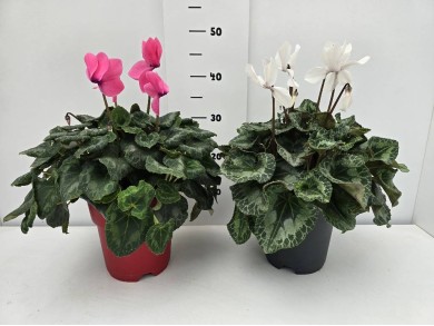 ΚΥΚΛΑΜΙΝΟ ΓΛΑΣΤΡΑ 19 cm 3,3 λίτρα
