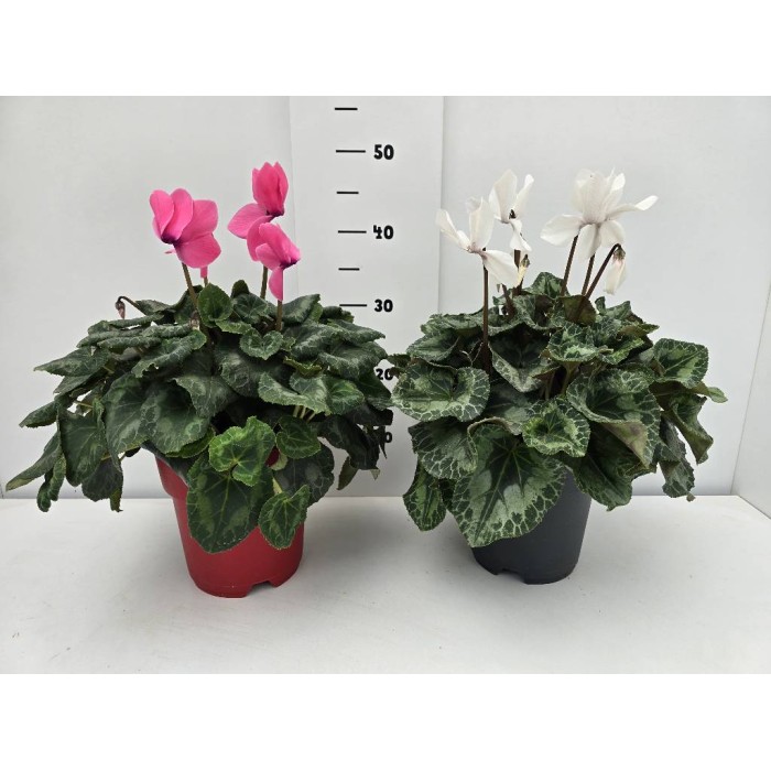 ΚΥΚΛΑΜΙΝΟ ΓΛΑΣΤΡΑ 19 cm 3,3 λίτρα