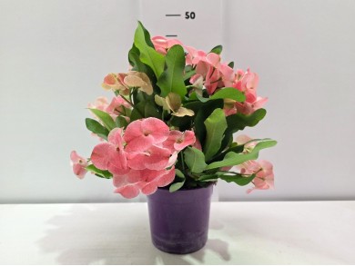 EUPHORBIA PINK ΓΛΑΣΤΡΑ 15 cm