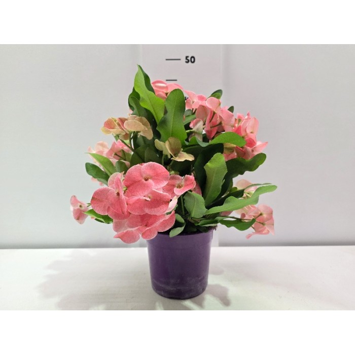 EUPHORBIA PINK ΓΛΑΣΤΡΑ 15 cm