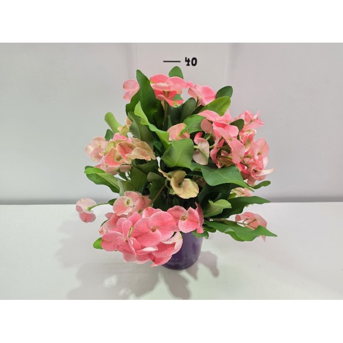 EUPHORBIA PINK ΓΛΑΣΤΡΑ 15 cm