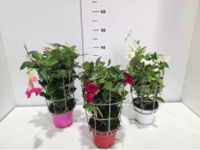 DIPLADENIA ΓΛΑΣΤΡΑ 14 cm