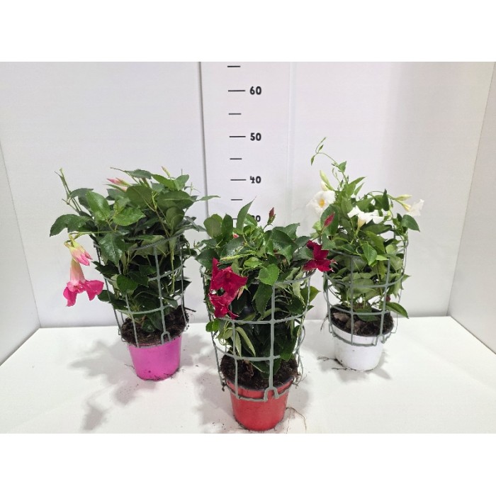 DIPLADENIA ΓΛΑΣΤΡΑ 14 cm