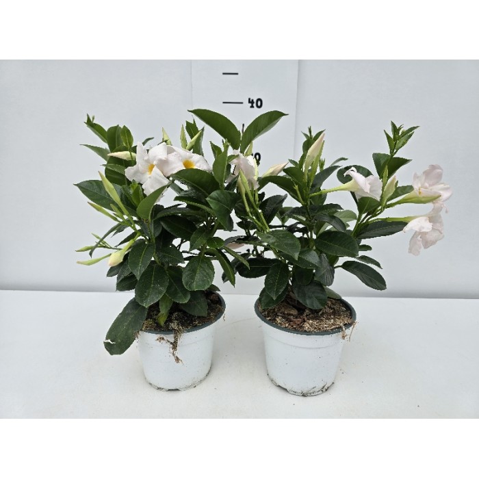 DIPLADENIA ΓΛΑΣΤΡΑ 14 cm