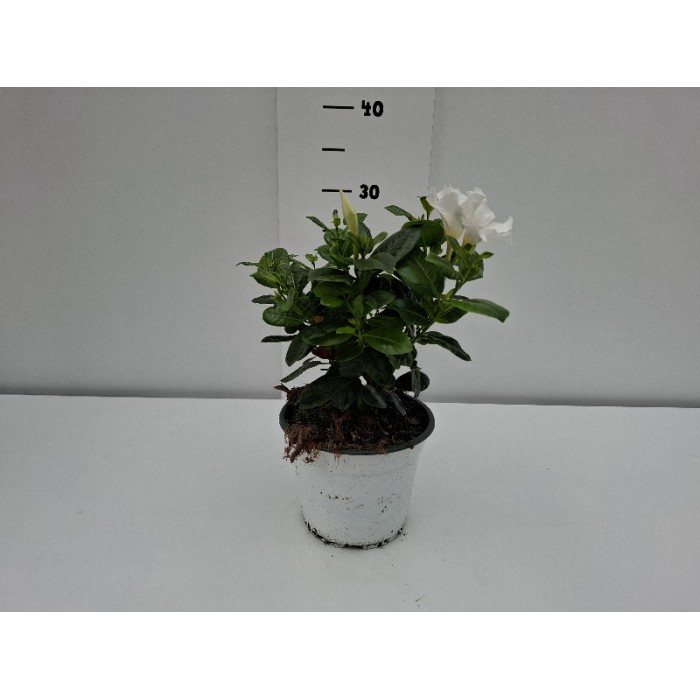 DIPLADENIA ΓΛΑΣΤΡΑ 14 cm