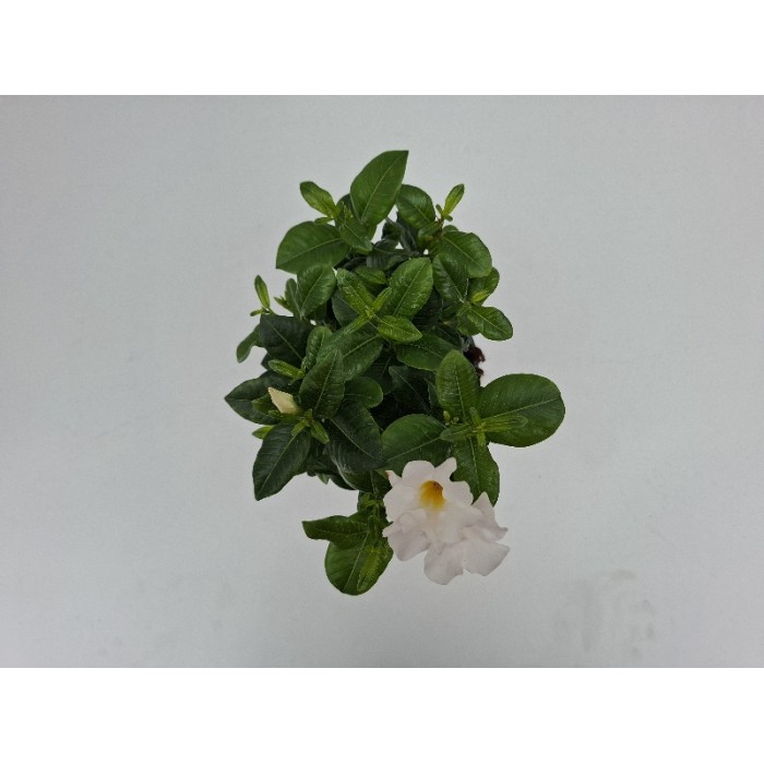 DIPLADENIA ΓΛΑΣΤΡΑ 14 cm