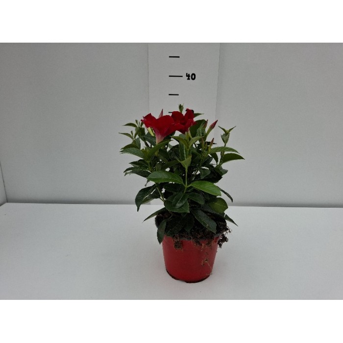 DIPLADENIA ΓΛΑΣΤΡΑ 14 cm