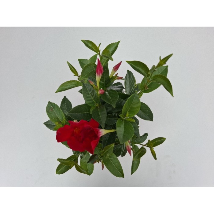 DIPLADENIA ΓΛΑΣΤΡΑ 14 cm