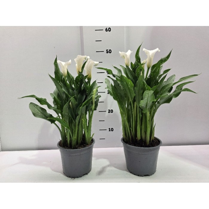 ΚΑΛΛΑ ΓΛΑΣΤΡΑ 15 cm