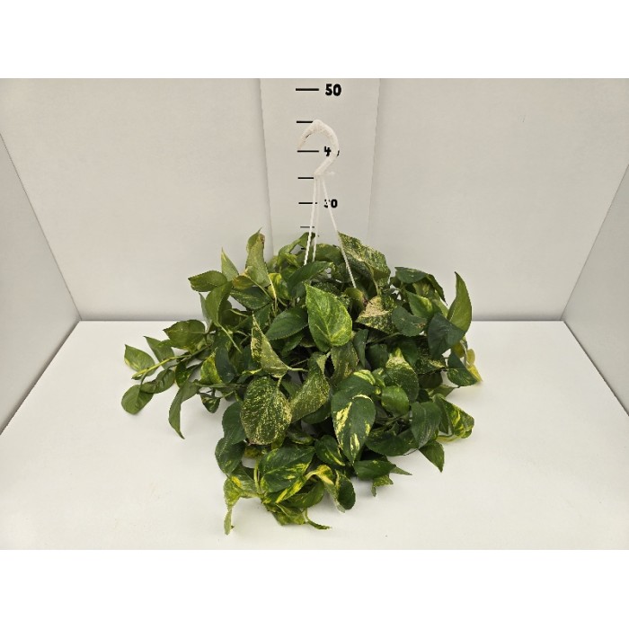 POTHOS ΚΡΕΜΑΣΤΗ ΓΛΑΣΤΡΑ 18 cm
