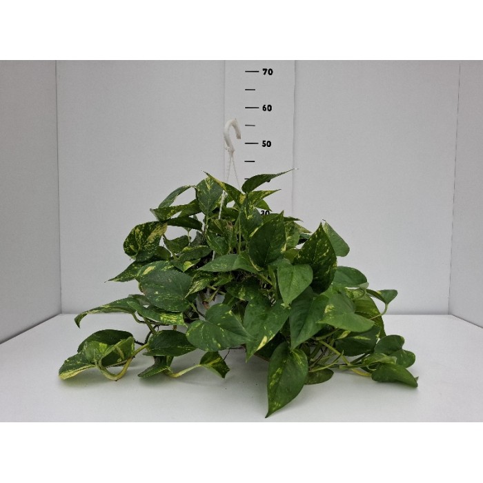 POTHOS ΚΡΕΜΑΣΤΗ ΓΛΑΣΤΡΑ 18 cm