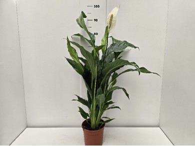 SPATHIPHYLLUM ΓΛΑΣΤΡΑ 17 cm