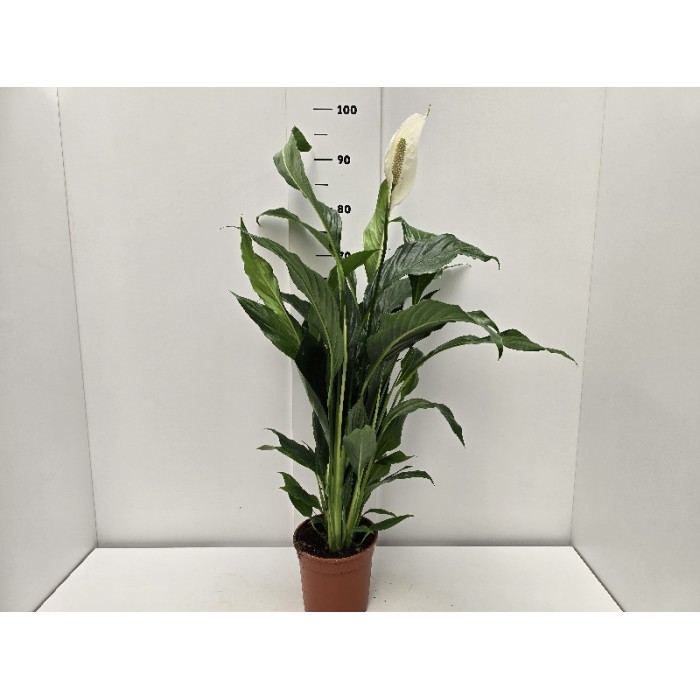 SPATHIPHYLLUM ΓΛΑΣΤΡΑ 17 cm