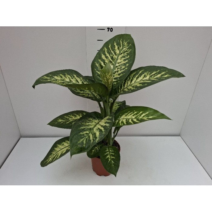 DIEFFENBACHIA REEVA ΓΛΑΣΤΡΑ 17 cm 2 λίτρα