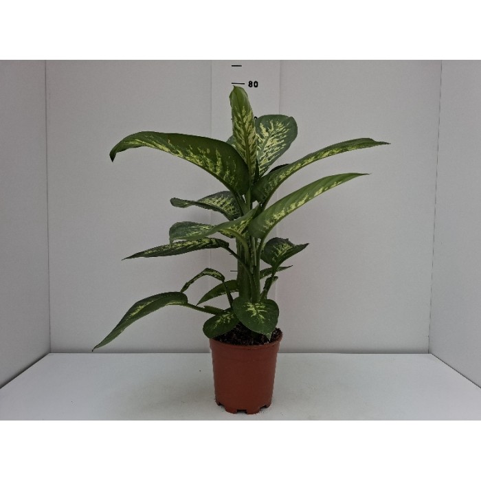DIEFFENBACHIA REEVA ΓΛΑΣΤΡΑ 17 cm 2 λίτρα